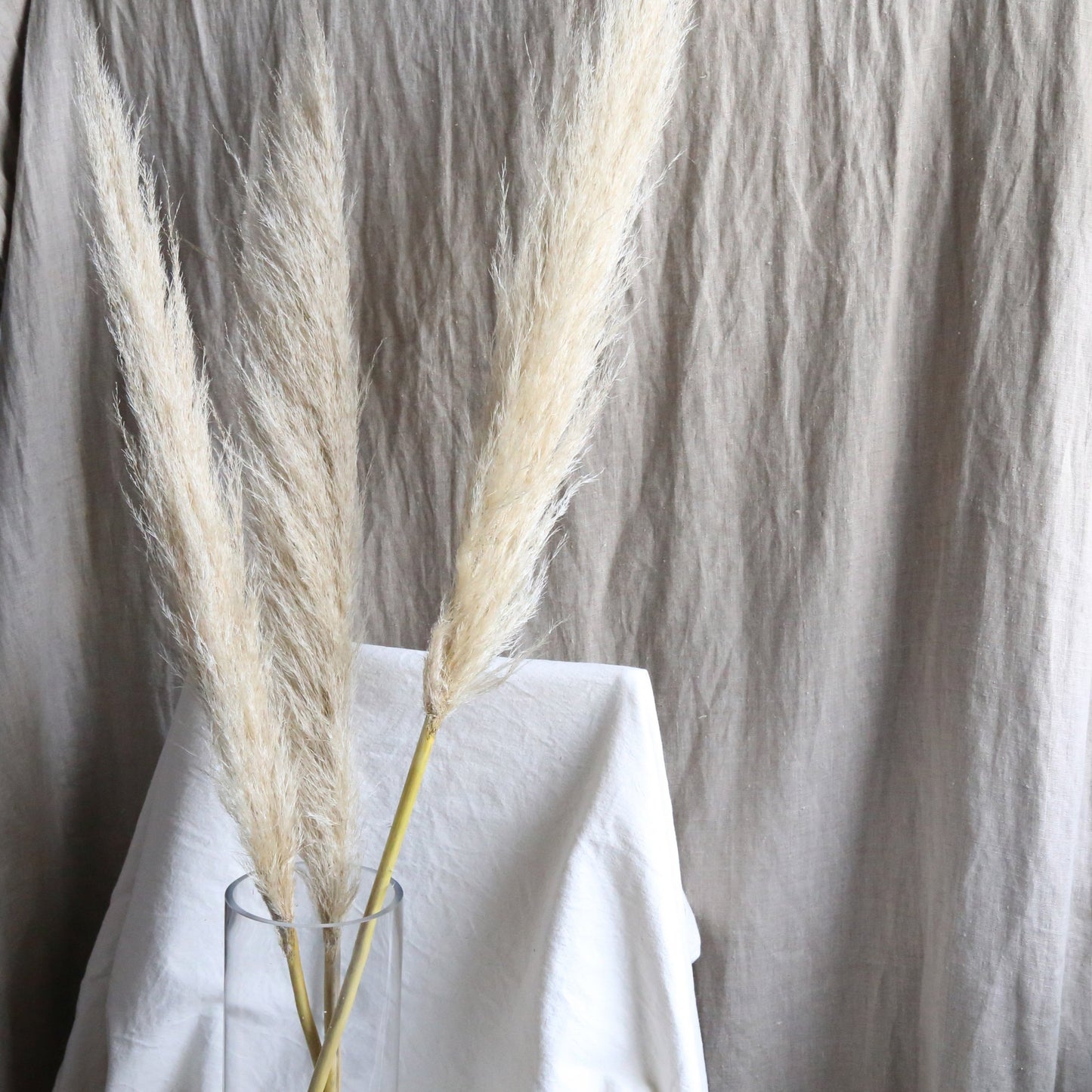 A bunch of dried pampas grass available at Rook & Rose