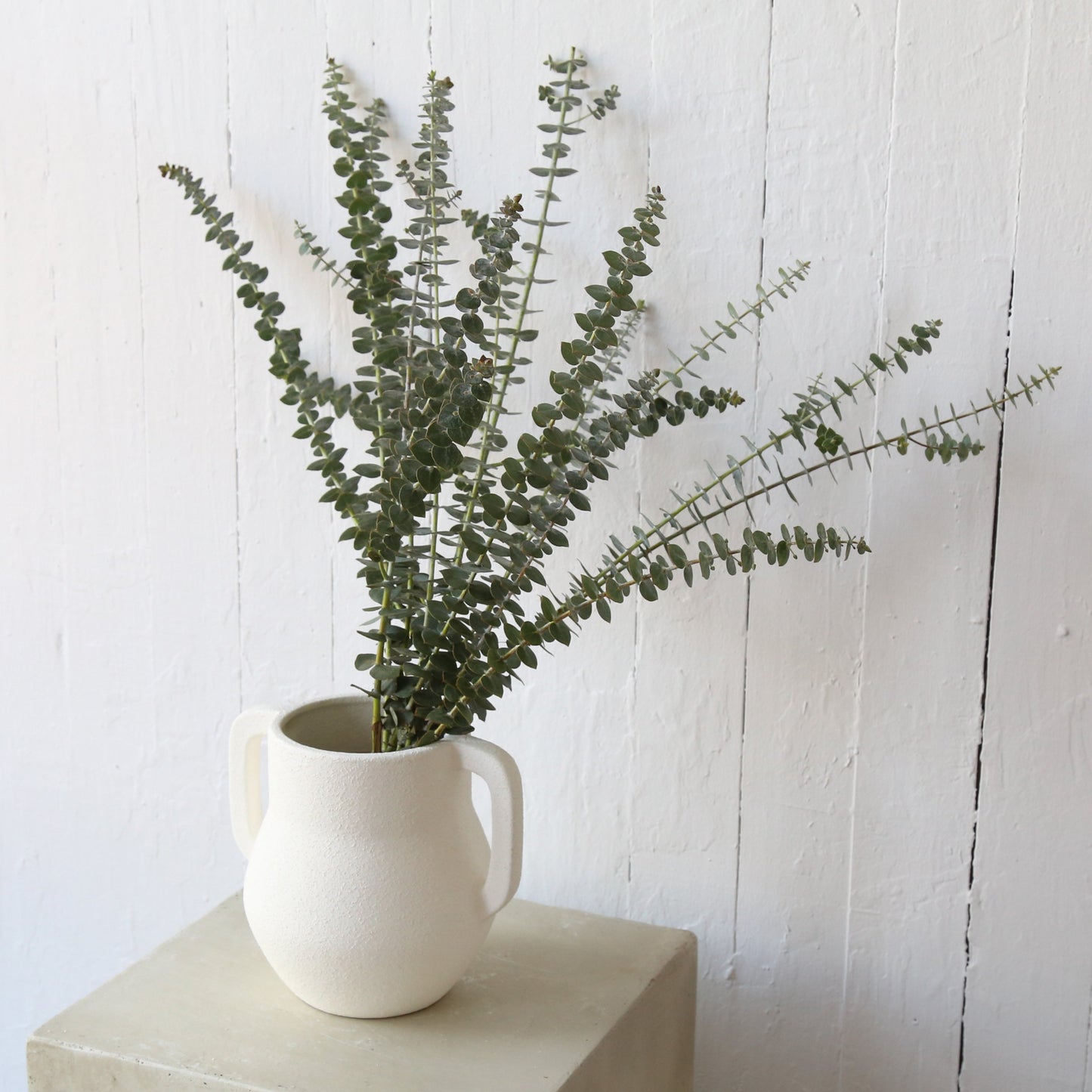 Dried eucalyptus available at Rook & Rose.