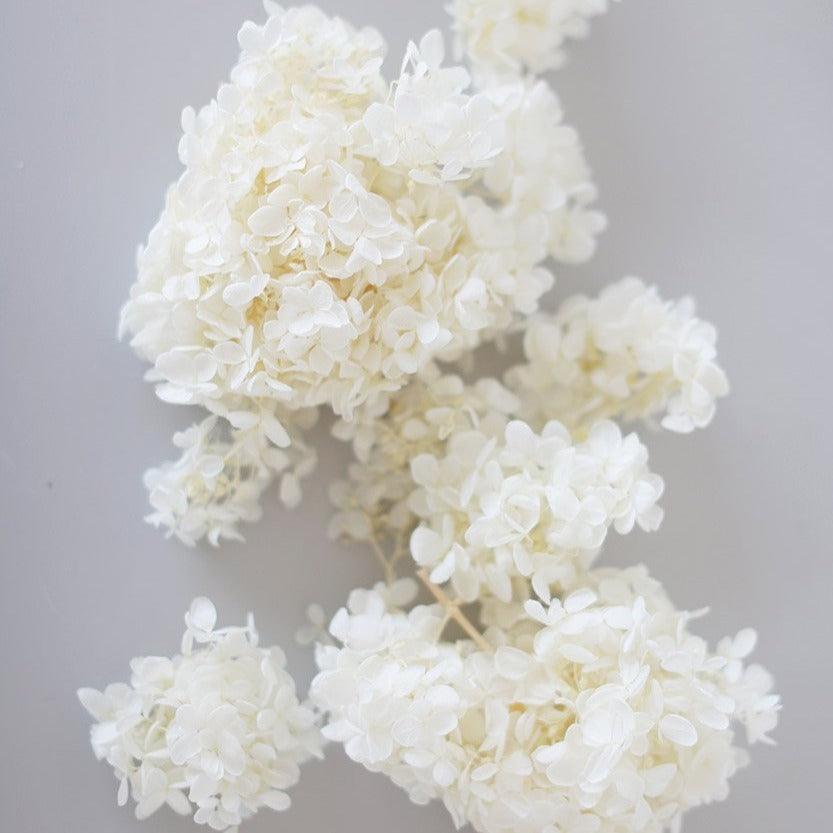 Dried white hydrangea stem available at Rook & Rose.