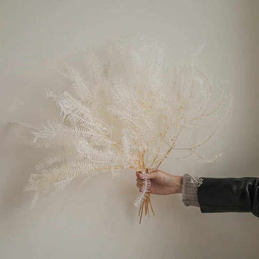 Dried White Fern Bunch of 3 Stems available at Rook & Rose.