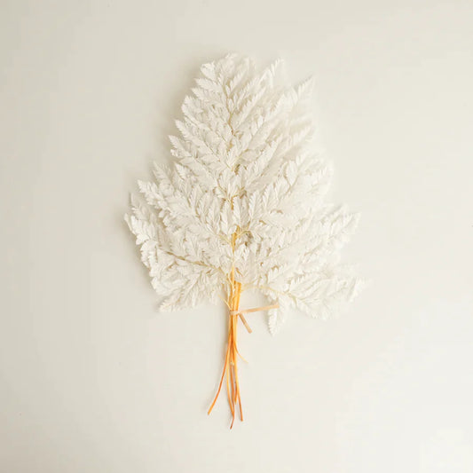 Dried White Rabbit Foot Fern Bunch of 3 Stems available at Rook & Rose.