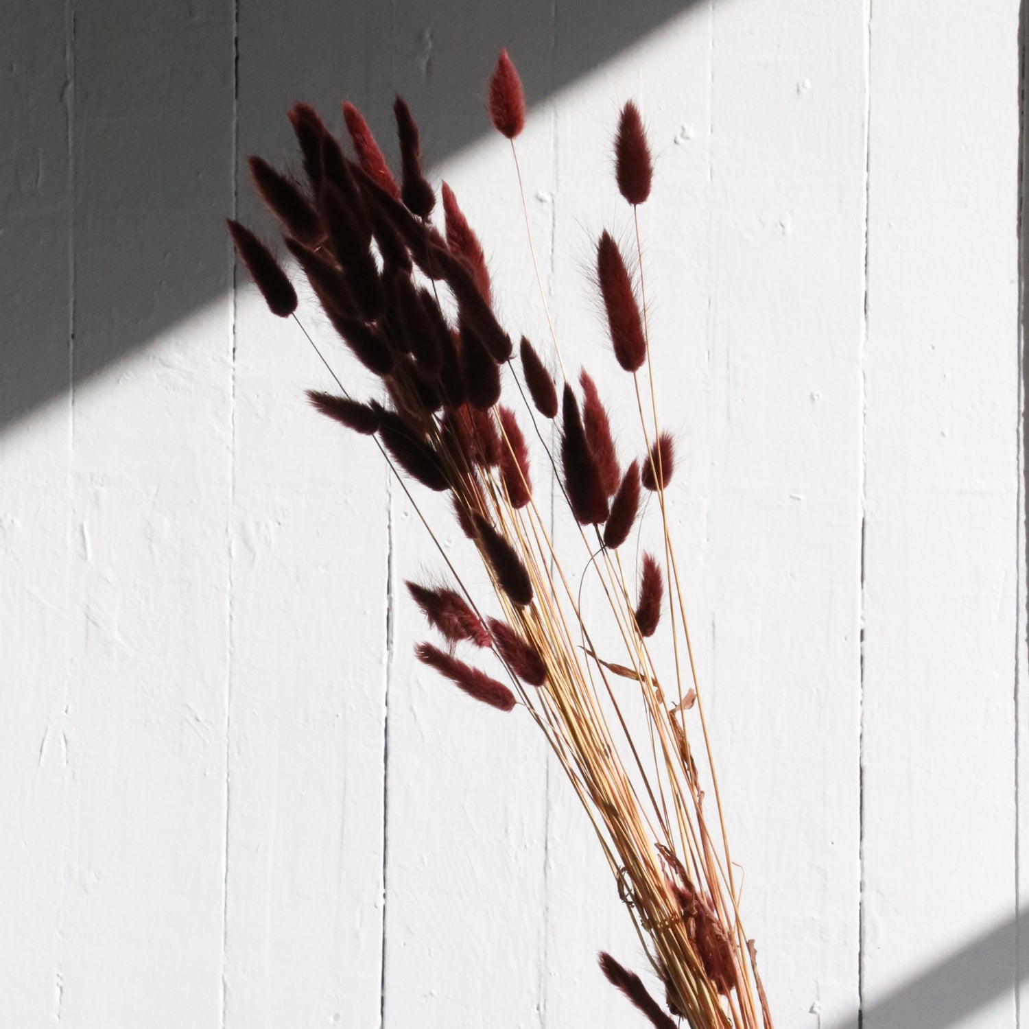 Dried brown bunny tail grass bunch available at Rook & Rose.