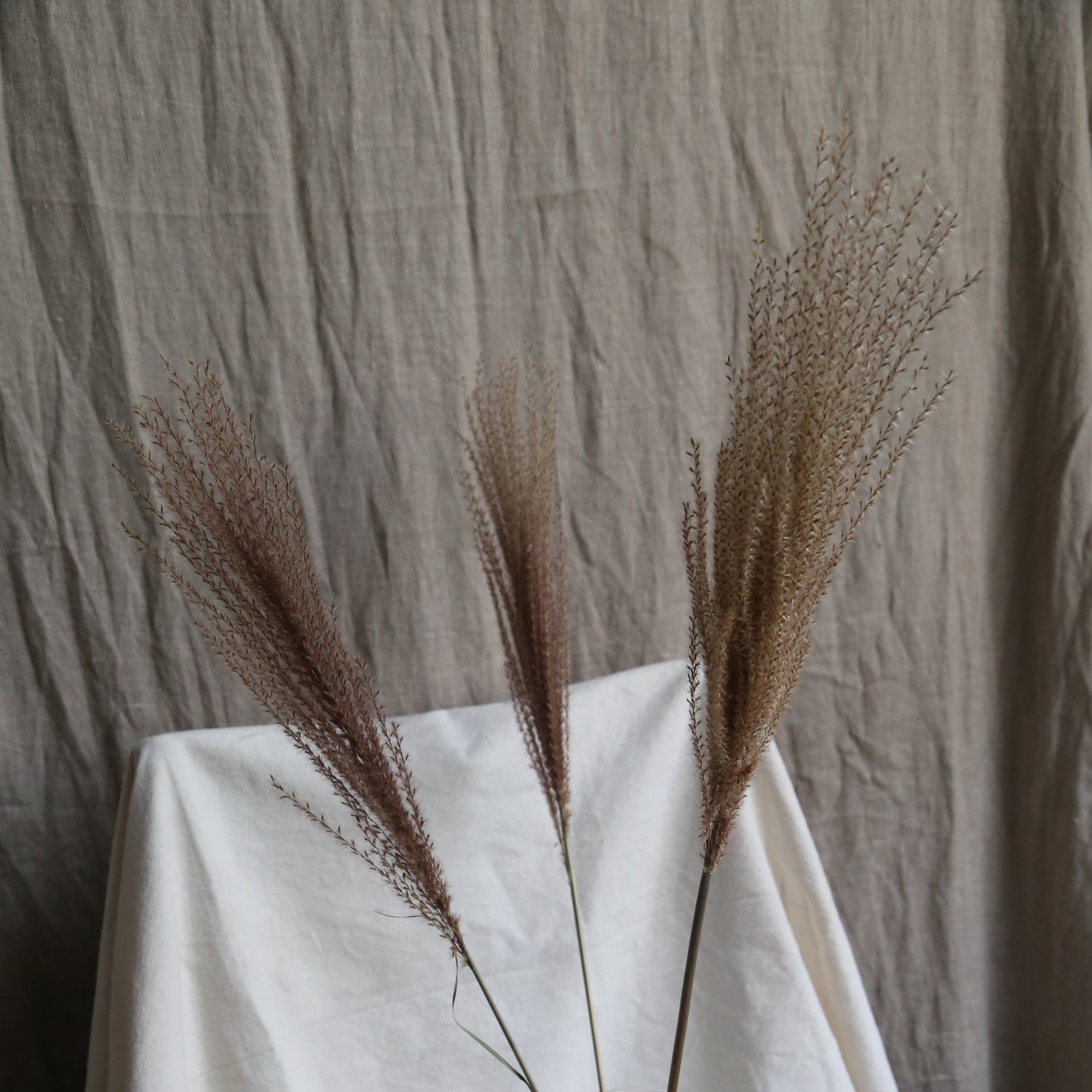 Brown eulaila grass bunch available at Rook & Rose.
