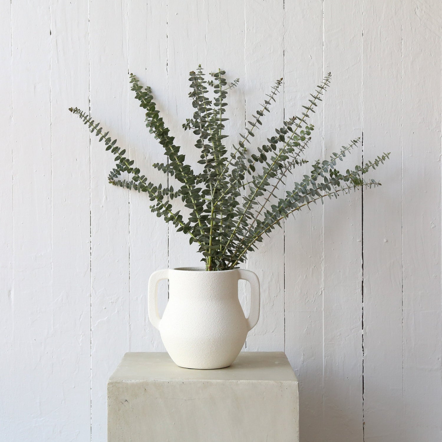 Dried eucalyptus available at Rook & Rose.