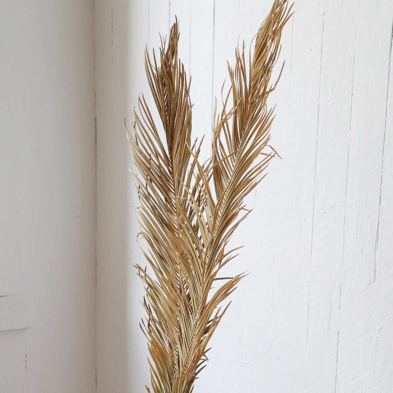 Dried sago palm leaf available at Rook and Rose.
