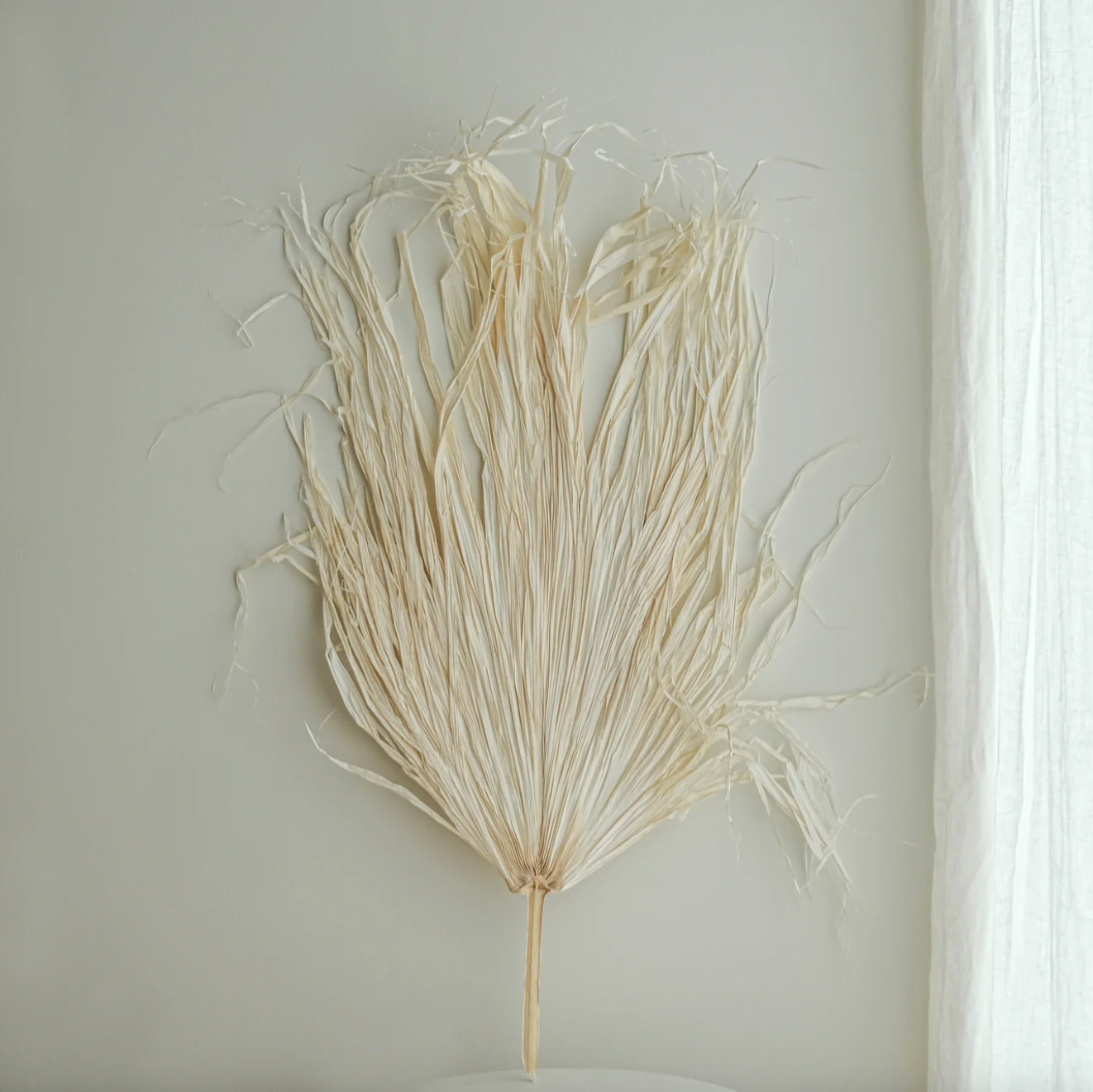 Dried extra large white palm available at Rook & Rose.