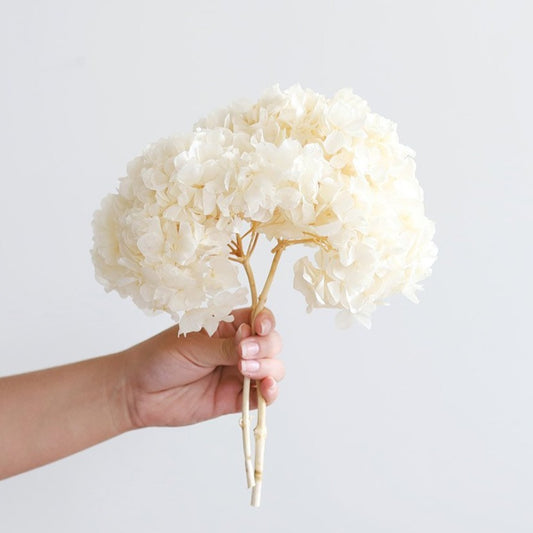 Dried white hydrangea stem available at Rook & Rose.