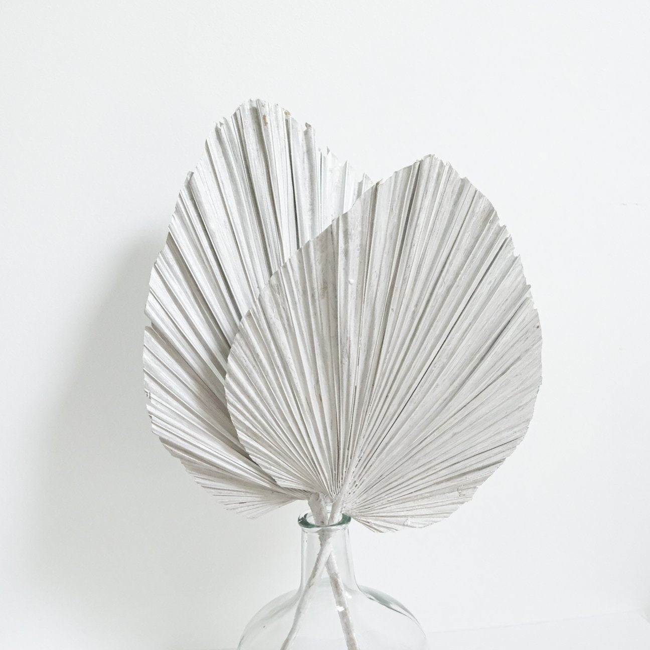 Large white spear palm available at Rook & Rose.